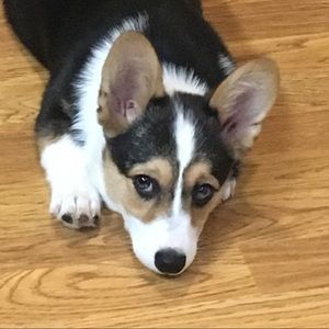 Meet your Posher, Emily